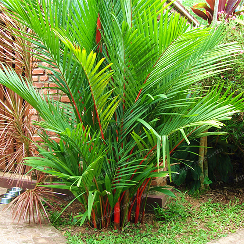 Lipstick Palm Tree CYRTOSTACHYS RENDA 10 Seeds Red Palm