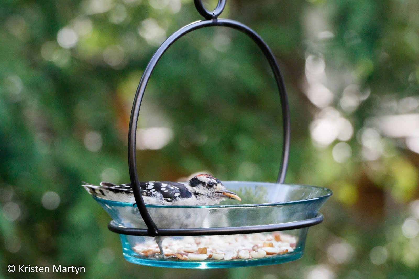 Mealworms on the Menu A Guide to Feeding Your Backyard Birds Live