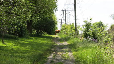 horse trail, Saturday, May 14, 2016, 10:17:23 AM