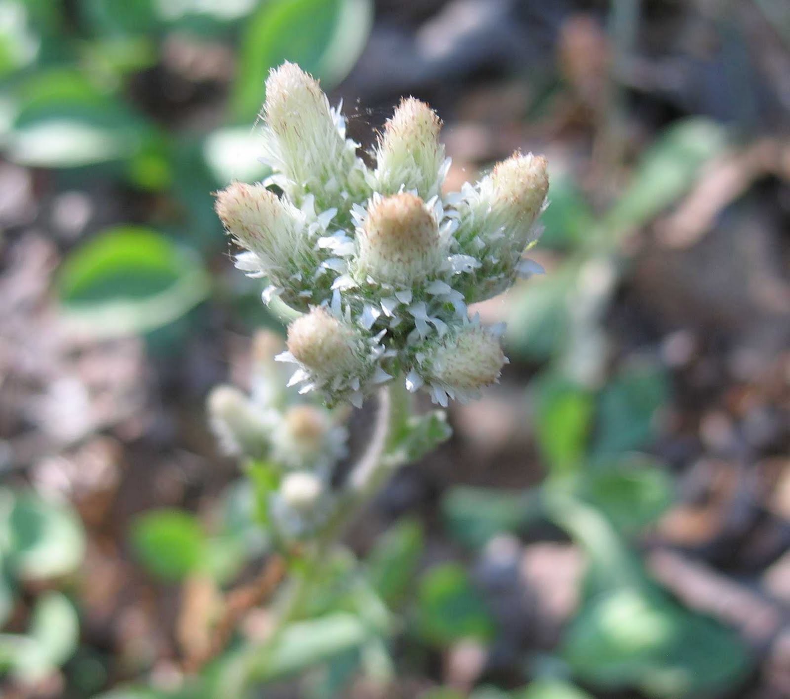 Using Native Plants Native Spring Perennials in