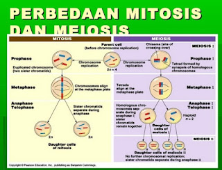 perbedaan mitosis dan meiosis dalam bentuk tabel,tabel perbedaan mitosis dan meiosis,perbedaan mitosis dan meiosis wikipedia,perbedaan mitosis dan meiosis dalam tabel,