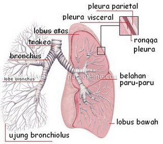 Medicina Islamica :.: Anatomi - Fisiologi Pleura