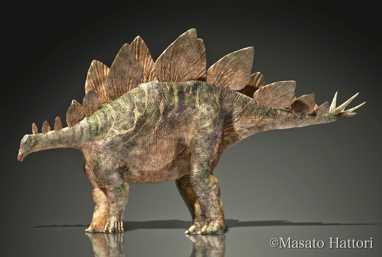 Marchan Blog ステゴサウルス Stegosaurus