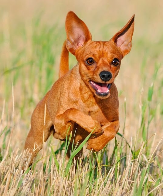 Pashudhan and Animal Science Miniature Pinscher