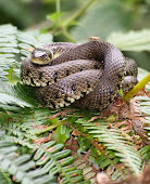 A Grass Snake