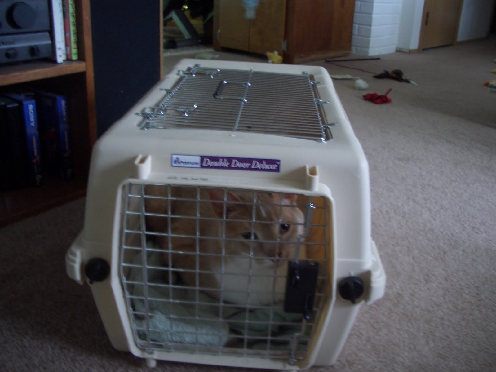 JUST DUCKY! Stabby Place Visit