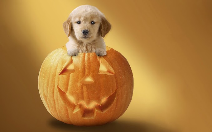 Schattig jong hondje in een pompoen