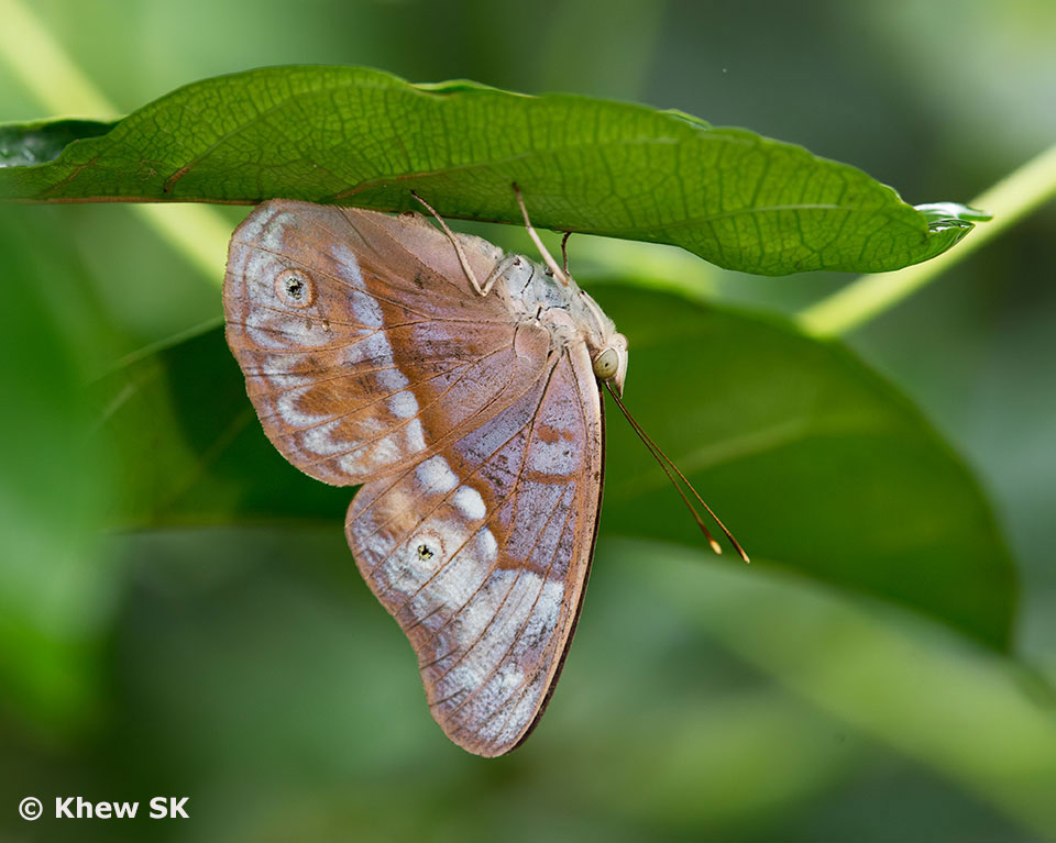 Butterflies of Singapore Upside Down Butterflies