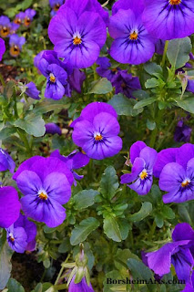 Florence Italy flowers happy birthday Rudy gardens