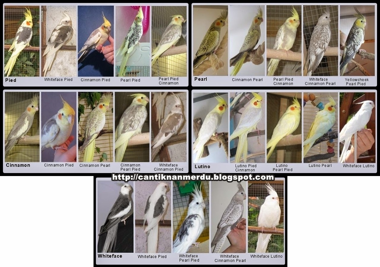 Mengenal Burung Falk Atau Parkit Australia Cockatiel Bakasura