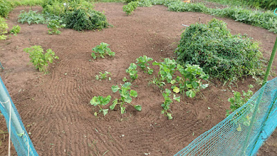 雑草除草後。 手前からオカノリ、自然薯、青シソ、奥にあるのが大玉スイカ。