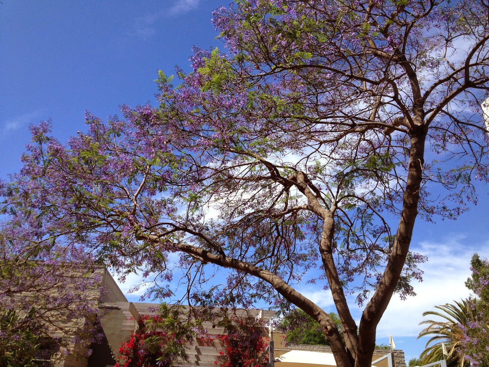 Wendy's Weekly Words The Purple Trees Are Back!