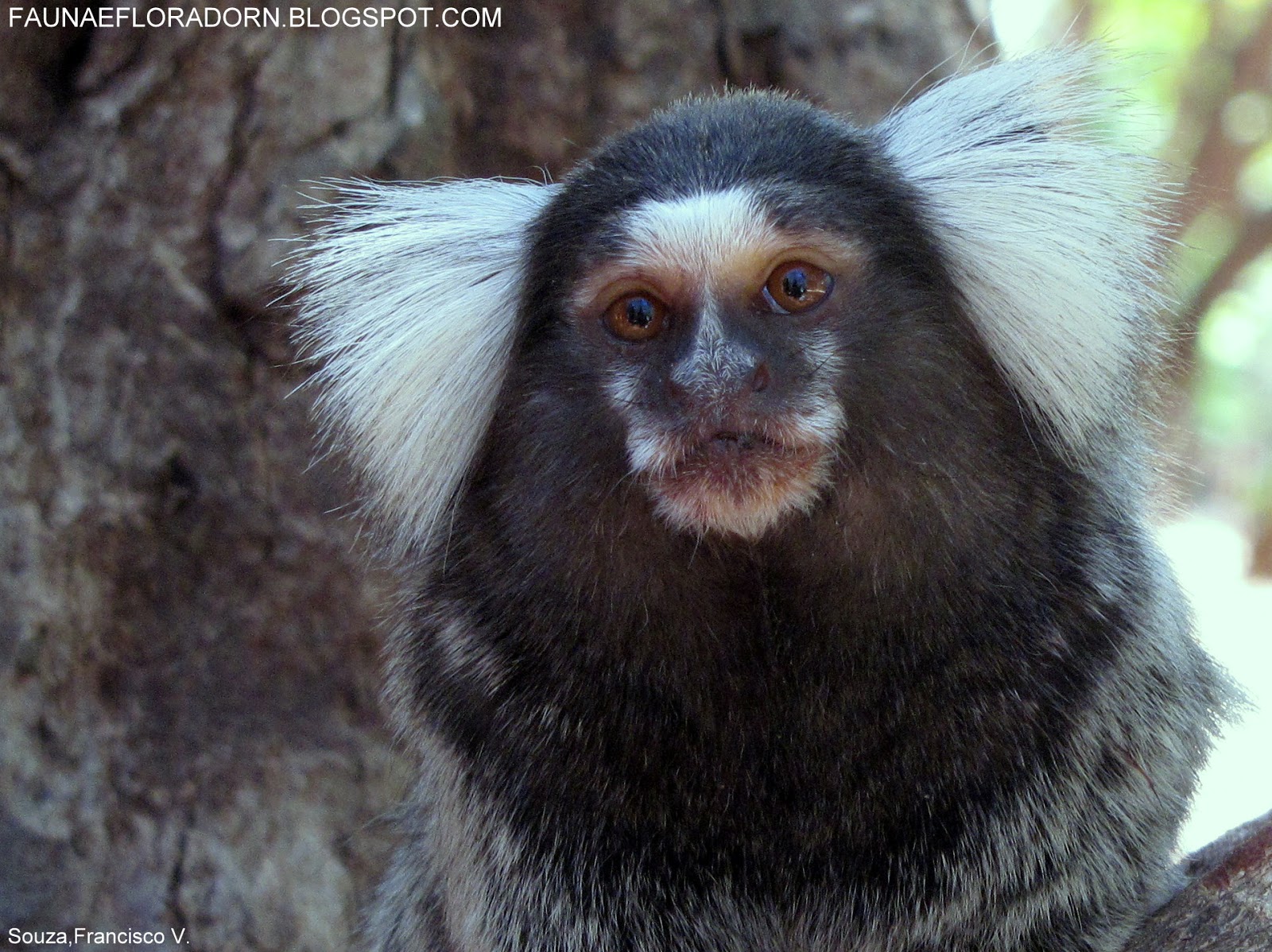 Jardim Botânico Do Recife - 🙈O Sagui do tufo branco (Callithrix jacchus) é  uma espécie de macaco originária do Nordeste do Brasil. Eles ocorrem em  Mata Atlântica 🌳e são bichinhos que se