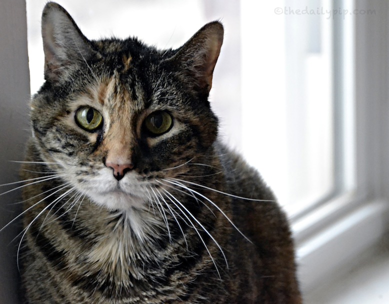 special needs adoption adopting a senior cat