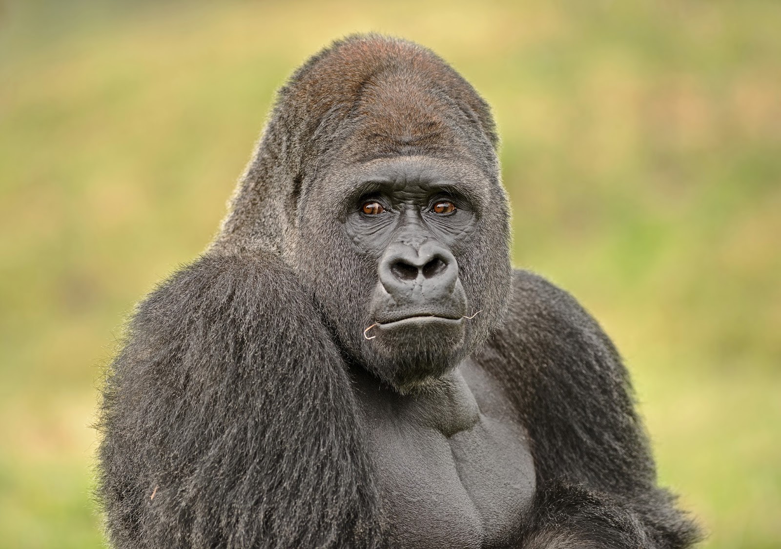 silverback gorilla lifespan silverback gorilla lifespan