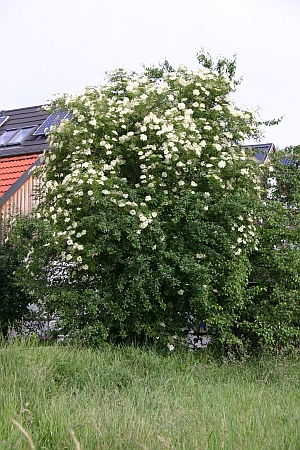 Gartensaison Ist Immer Gartentipps Von Eva Schumann Holunder