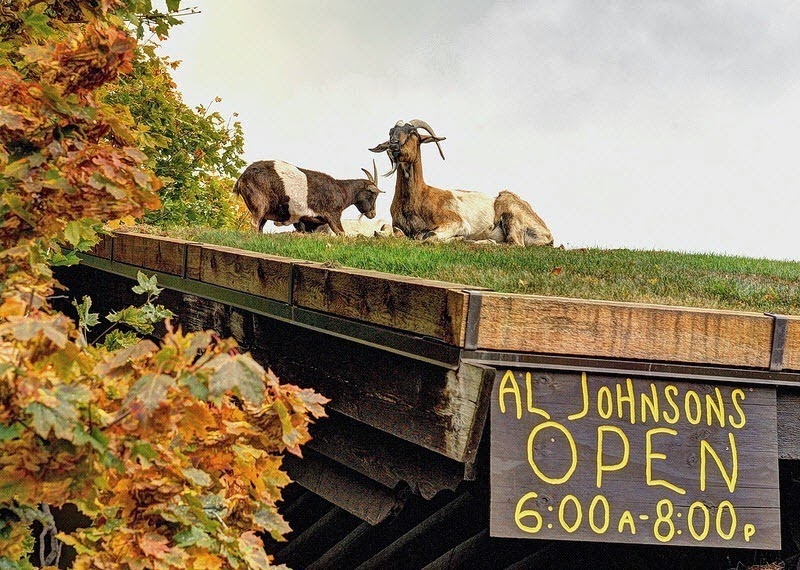 A Restaurant With Goats On The Roof