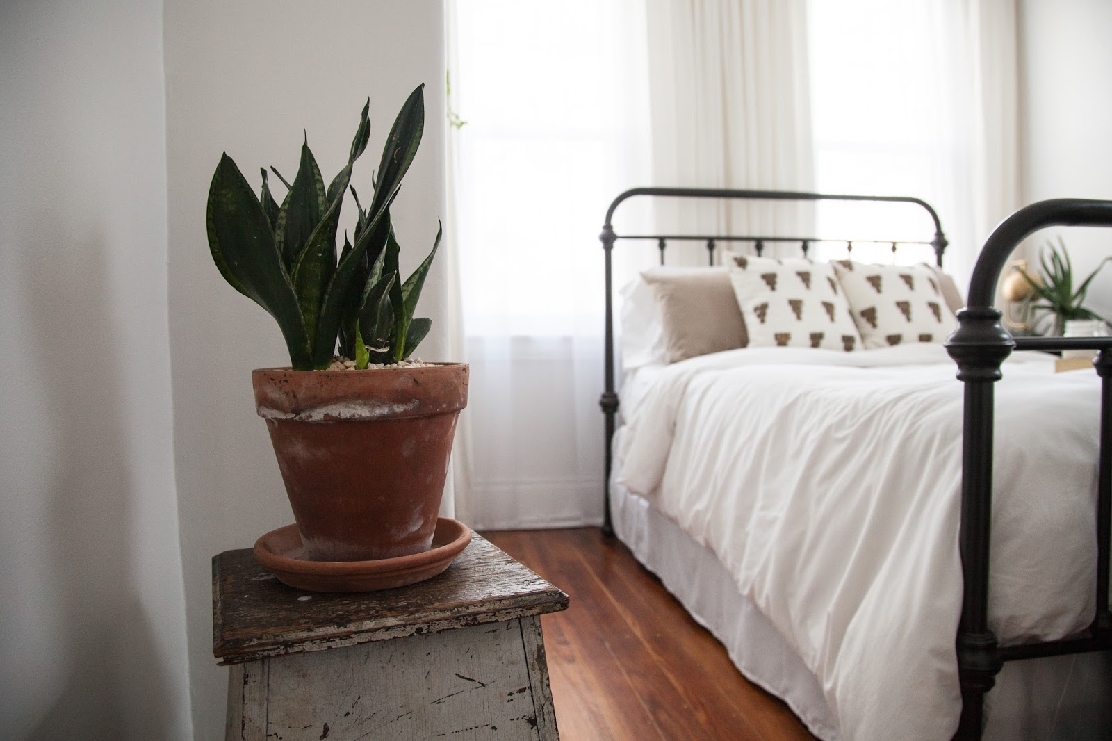 Bright Guest Bedroom with Snake Plant