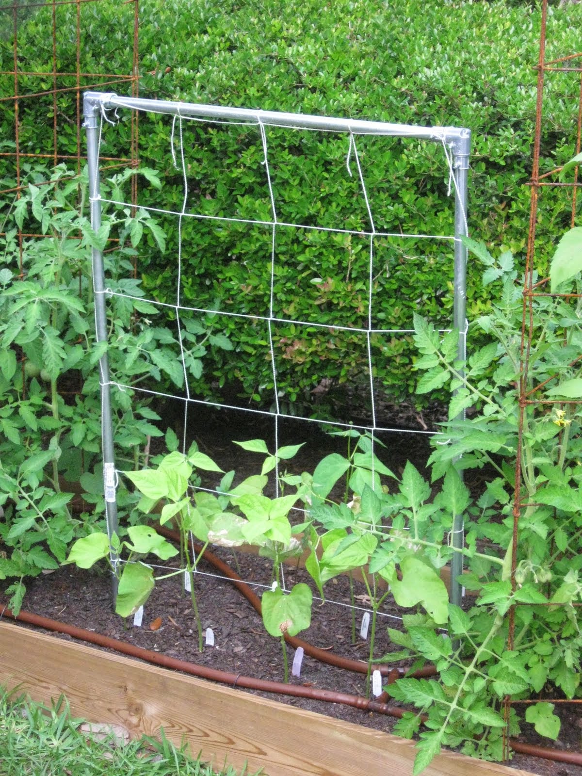 The Wonderful bean trellis netting design wallpapers