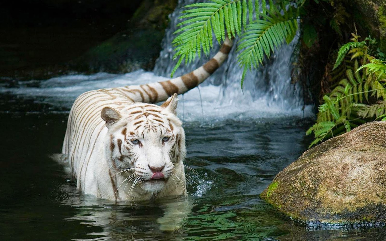 Free Animal Wallpapers HD: Free Mix Animal Wallpapers HD Album 3