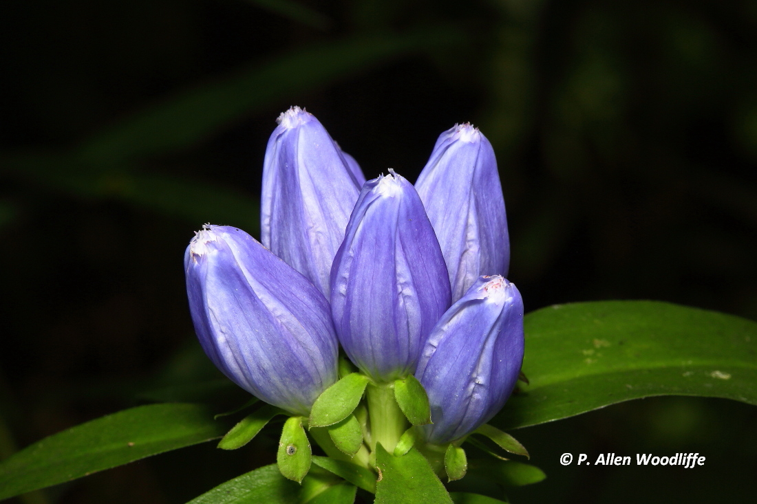 Nature Nuggets One of the rarest plants in Canada