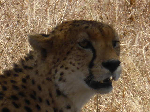 Guepardo - Cheetah