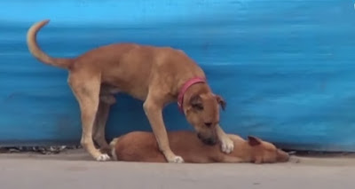 Un perro intenta reanimar a su amigo atropellado