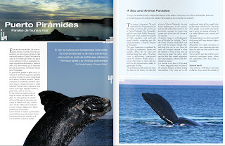 Avistajes de Ballenas en Puerto Pirámides, promocionados en la revista Huespedes