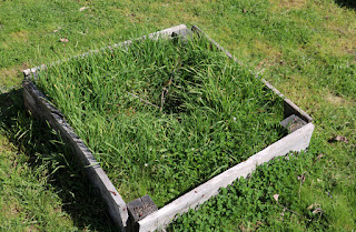 A little overgrown in the olive beds A little overgrown in the olive beds