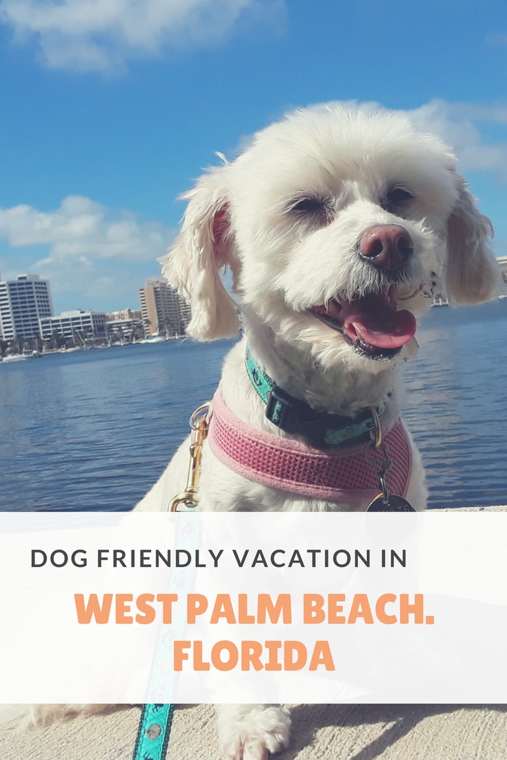 Dogs Luv Us and We Luv Them DOG FRIENDLY VACATION IN WEST PALM BEACH
