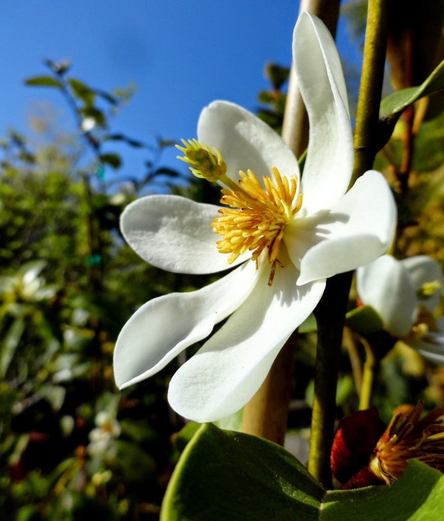 danger garden The Plant Lover's Guide to Magnolias, a book review