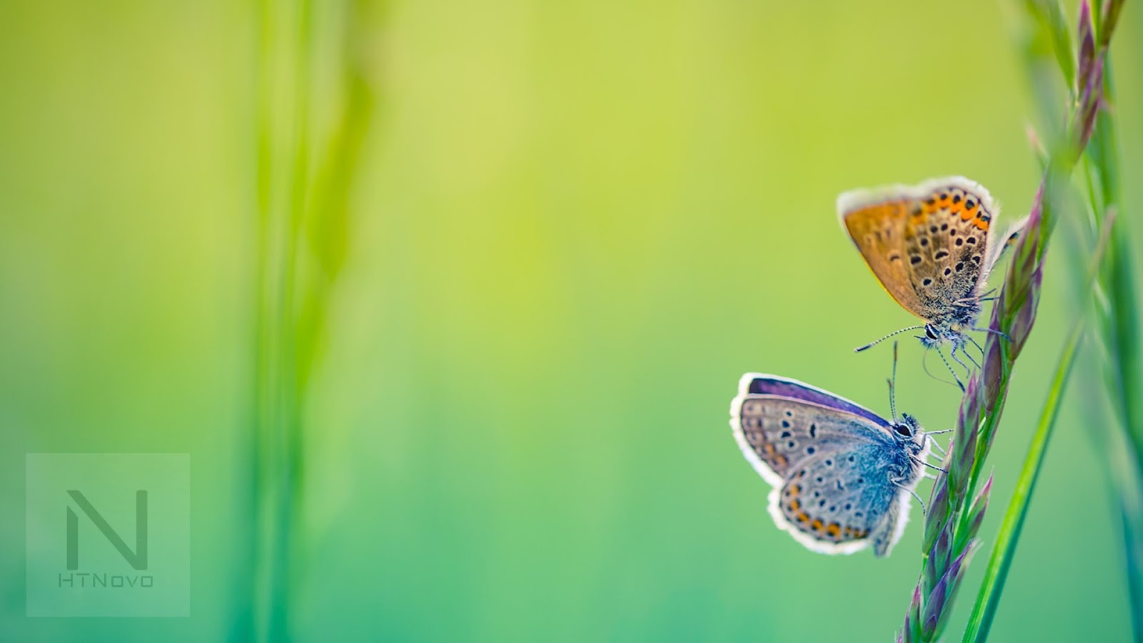 Download The Butterfly, Tema per Windows 10