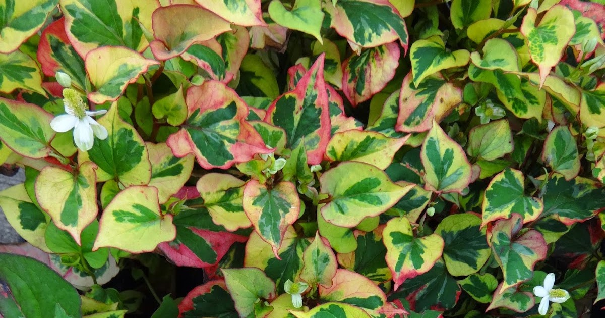 Herbs from Distant Lands Houttuynia cordata Fish Mint