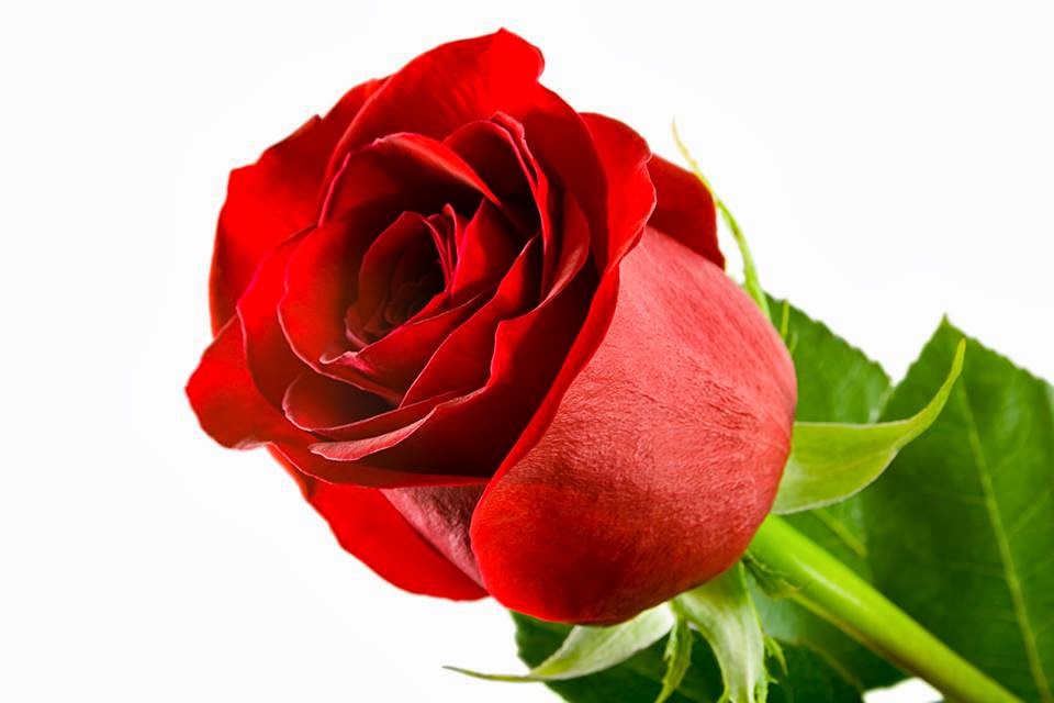 Gulab Ka Phool Photo 25 Unique Phool Wallpaper Image