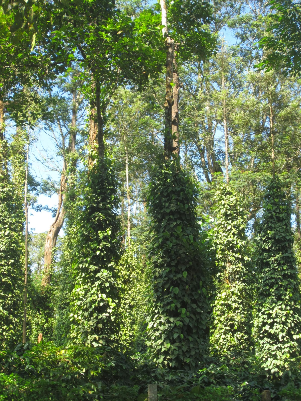 My World Coffee Plantation in Sakleshpur