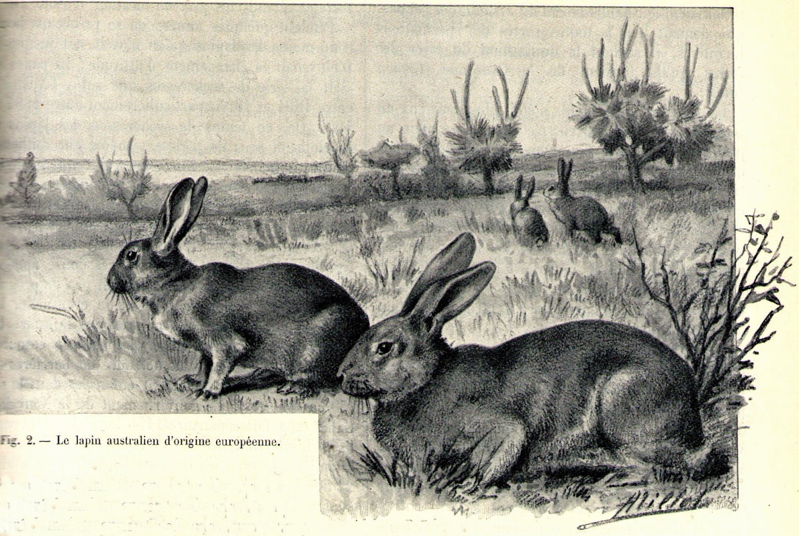 Chroniques du temps passé: La question des lapins en Australie.
