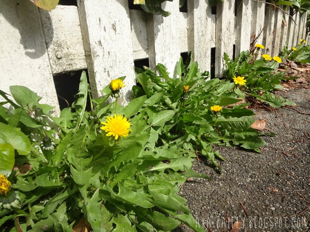 Dandelions against a white picket fence