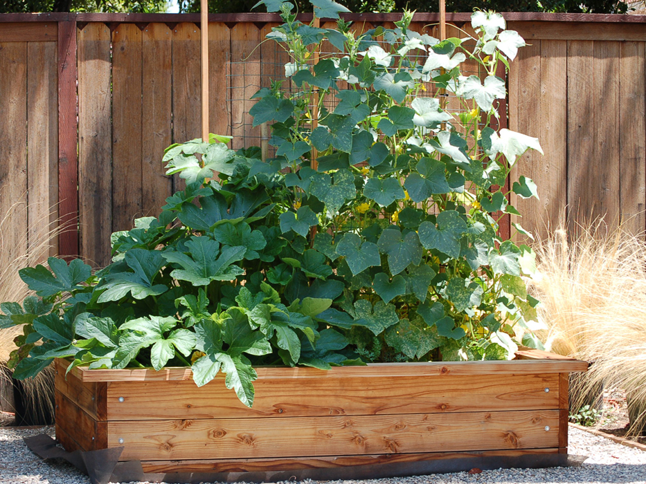 Berliner Landpomeranze Ein Berlin Gartenblog Alles Rund Ums