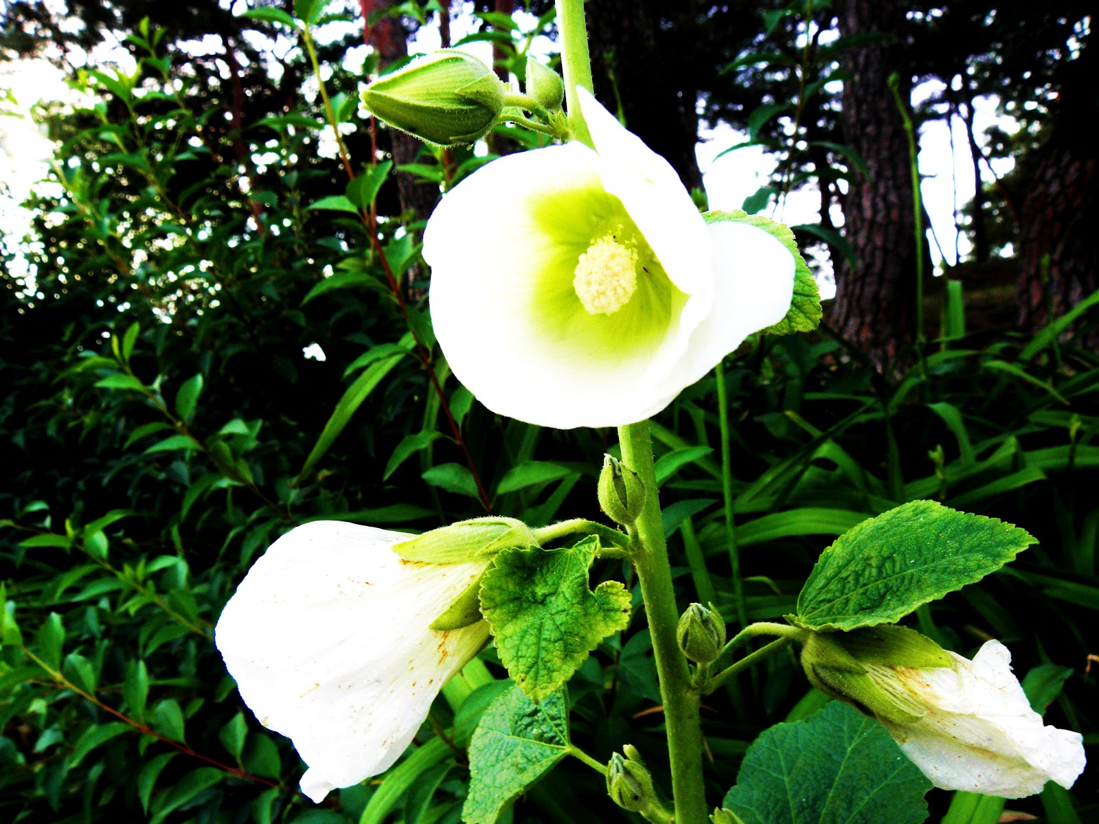 Flowers, Love and Happiness