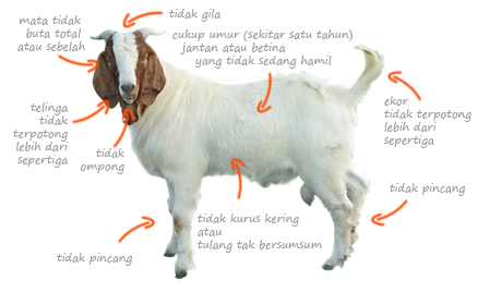 kriteria kambing sehat dan layak