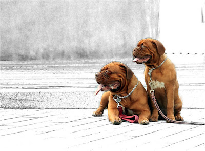 Hundeverhalten - zwei ausgeglichen Hunde beim Warten in der Stadt