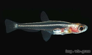 Paedocypris progenetica - Ikan Terkecil di dunia Paedocypris progenetica - Ikan Terkecil di dunia