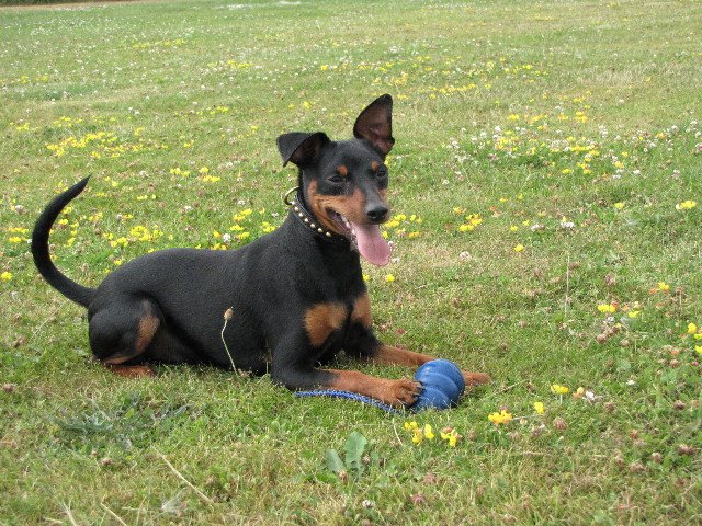 Hunden Sylvester Dvärgpinscherns historia Hunden Sylvester Dvärgpinscherns historia