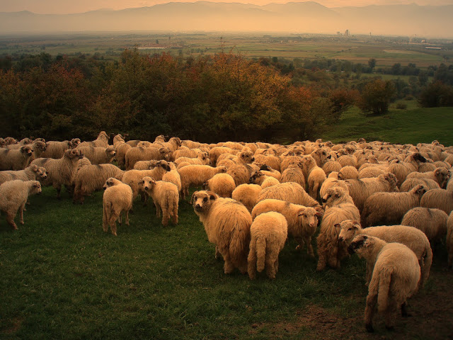 Stádo ovcí na cestě
