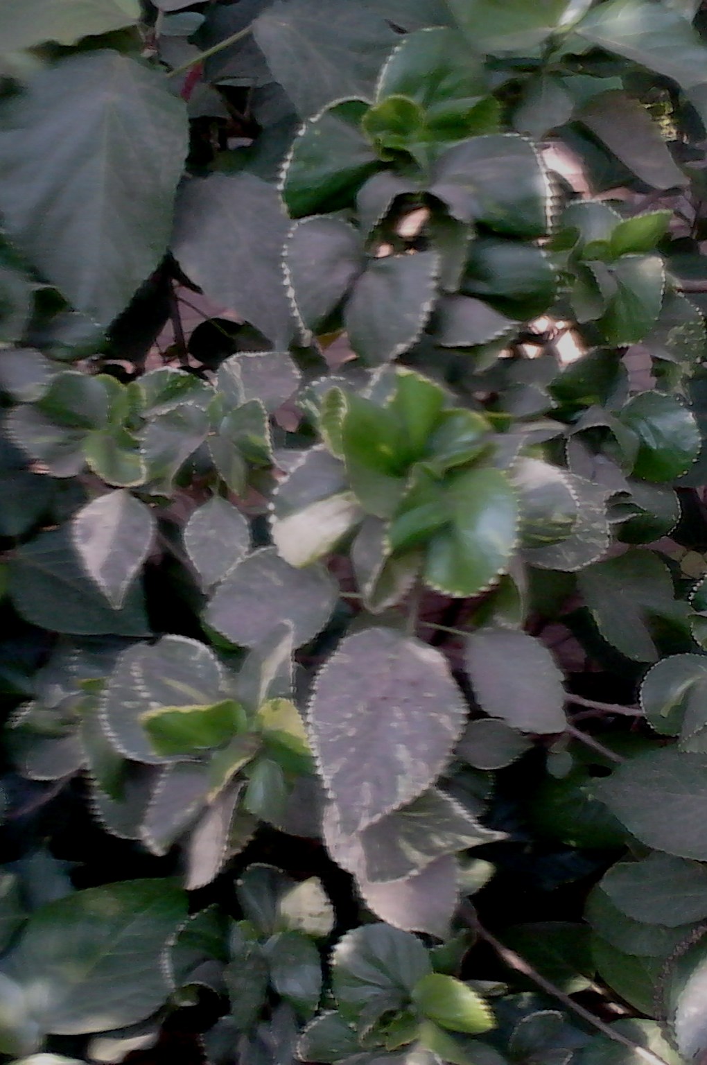 Garden Care Simplified Beautiful ornamental Leaf Plant