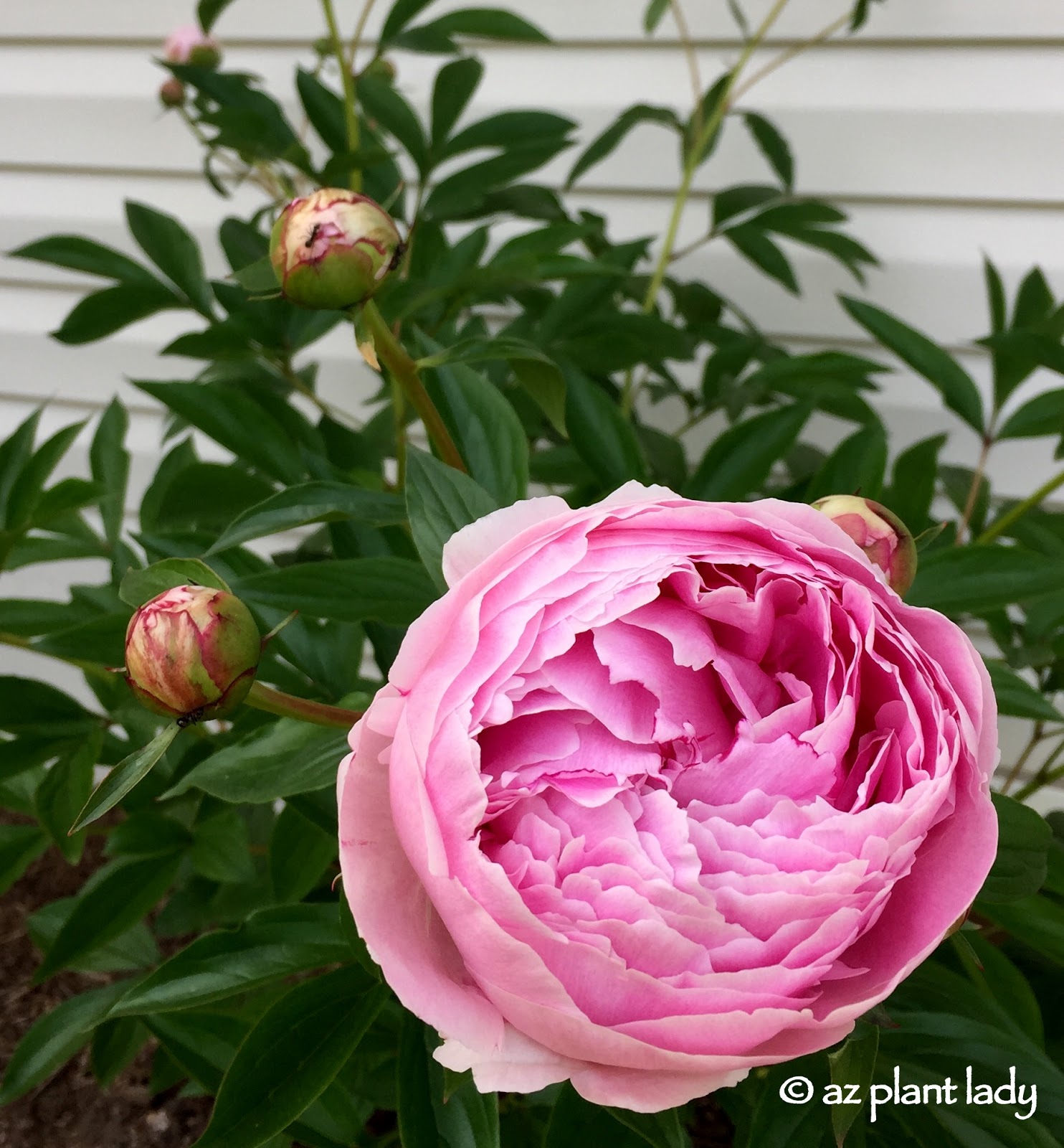 Clatsop County Master Gardeners Association Ask An Expert How