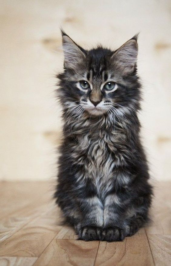 Maine Coon Cats The Giant Domestic Cat Breed With A Gentle Heart The Pets Dialogue