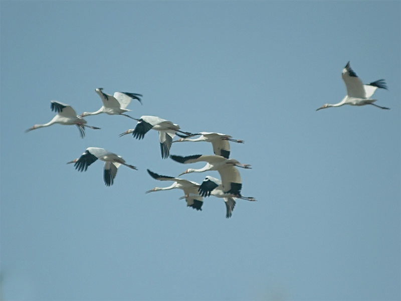 Песня стая белых птиц. Стерх -журавль Якутии. Кыталык Стерх. Кыталык Якутия парк