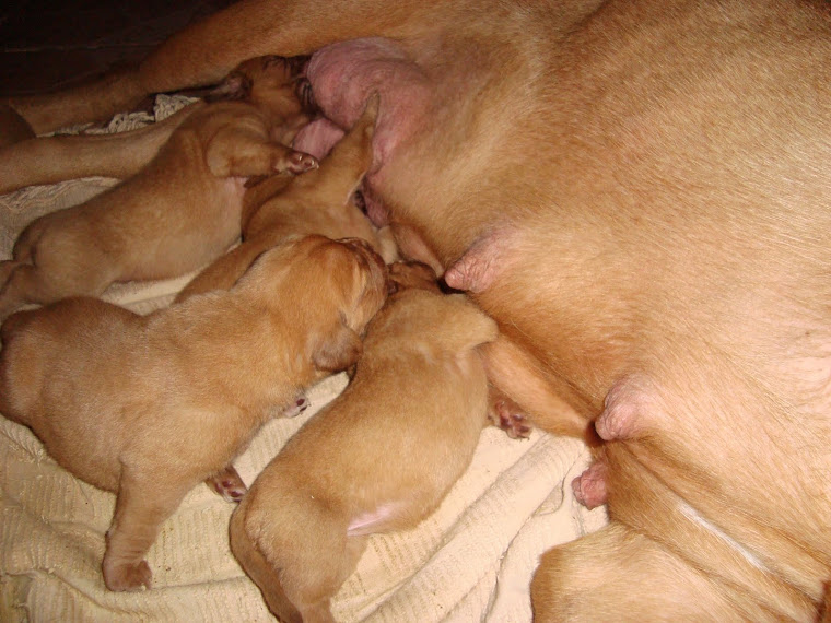 Cachorros nacidos el 28/12/2010