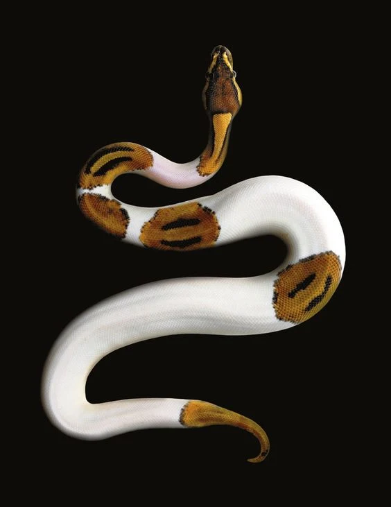 Serpiente con vitiligo